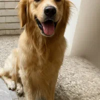 واگذاری سگ گلدن غیر رایگان