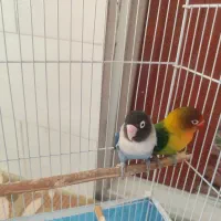 یک جفت طوطی برزیلی