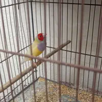 جفت گلدین های زرد