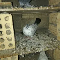 کبوتر سرور و تکپر|پرنده|رامیان, |دیوار