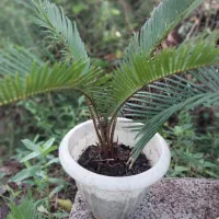 سیکاس|گل و گیاه طبیعی|رشت, حومه رشت|دیوار