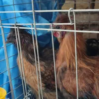 خروس ابریشمی فروش فوری