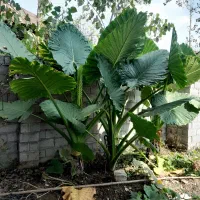 گل باب آدم|گل و گیاه طبیعی|رودبنه, |دیوار