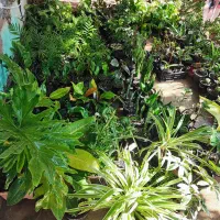 تعدادی گل در شهر قرق