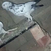 کبوتر|پرنده|کهنوج, |دیوار