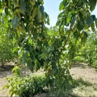 نهالستان امیرسام