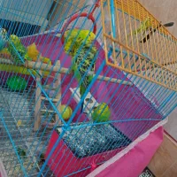 فروش مرغ عشق|پرنده|شادگان, |دیوار