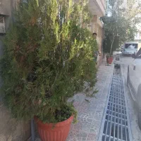 گل و گیاه|گل و گیاه طبیعی|یاسوج, |دیوار