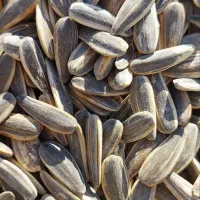 تخمه  و آجیل و پسته|خوردنی و آشامیدنی|ایرانشهر, |دیوار