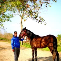 اسب کرد|اسب و تجهیزات اسب‌سواری|ضیابر, |دیوار