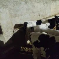 فروش گوساله