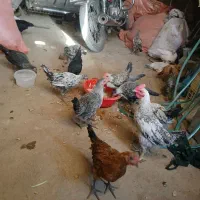 فروش جوجه بومی اصل دونه ۴۵۰