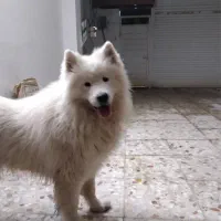 سامویید سگ مهربون