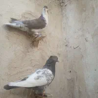 کبوتر|پرنده|زاهدان, |دیوار