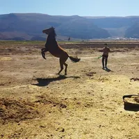 اسب مادیان درهشور|اسب و تجهیزات اسب‌سواری|شیراز, بازار|دیوار