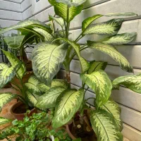 گل دیفن|گل و گیاه طبیعی|مبارکه, |دیوار