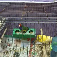 قناری و فنچ گلدین|پرنده|رشت, نخودچر|دیوار