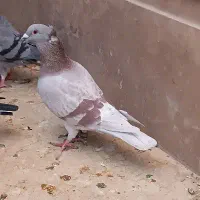 نر فروشی|پرنده|خاش, |دیوار