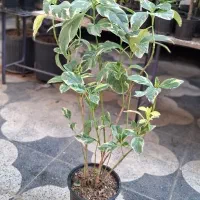 زاموفیلیا ،پسونیا|گل و گیاه طبیعی|شیراز, شیخ روزبهان|دیوار