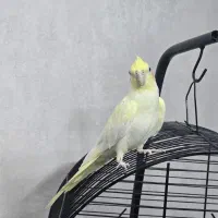 عروس هلندی|پرنده|قم, انسجام|دیوار