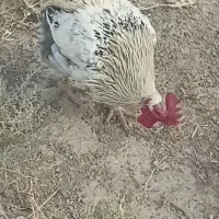 مرغ خروس