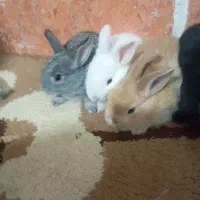 بچه خرگوش مینیاتوری