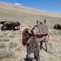 خر نر|حیوانات مزرعه|سردرود, |دیوار