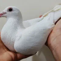 آغ بالا فراری دادم