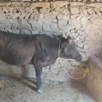 یک راس گاومحلی