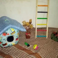 Box ولونه عروس وکوتوله