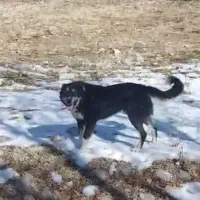 یک قلاده سگ گله