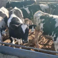 گوساله نر قطع شیر ۱۳۰ کیلو