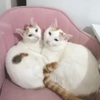 واگذاری رایگان گربه dsh نر و ماده یکساله