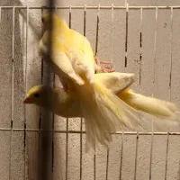 ۸۰ عدد جوجه قناری