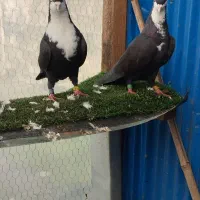 کبوتر تزیینی ‌‌