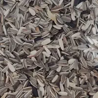 تخمه آفتابگردان خام