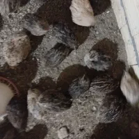 بلدرچین|حیوانات مزرعه|مشهد, کوشک مهدی|دیوار