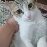 واگذار میشود