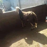 نر بشرط،۱یکسال شده فیلم موجود