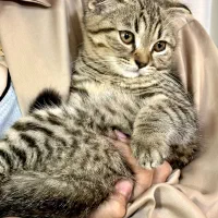 فروش گربه اسکاتیش فولد.