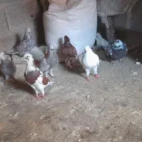 کبوتر
