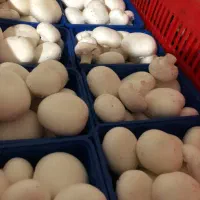 کارگر کارخانه قارچ|استخدام صنعتی، فنی، مهندسی|رینه, |دیوار