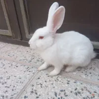 خرگوش
