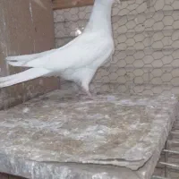 جفت جوجه کبوتر|پرنده|یزد, |دیوار