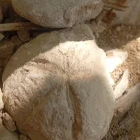 فسیل مرجانی