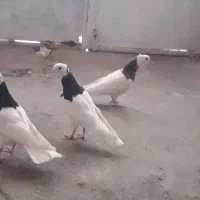 ۳عدد طوق|پرنده|سرایان, |دیوار