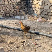 مرغ در باشت|حیوانات مزرعه|باشت, |دیوار