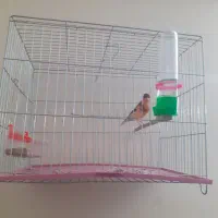 قناری رسمی بلندقرص معاوظه باامپلی ماشین|پرنده|محمدشهر, شهرک پیام (مهرالبرز)|دیوار