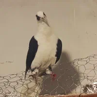 یکدونه پشت سیاه عطیقه و سار موشی