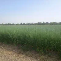 وکیلپایهیک